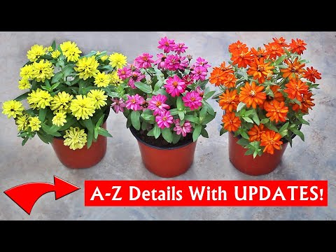 How To GROW Zinnia from SEEDS & GET MAXIMUM Flowers!
