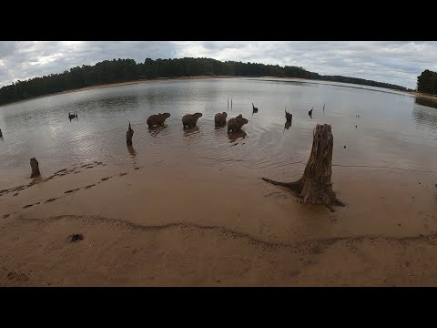 Familia de Carpinchos en el lago salto grande, concordia.