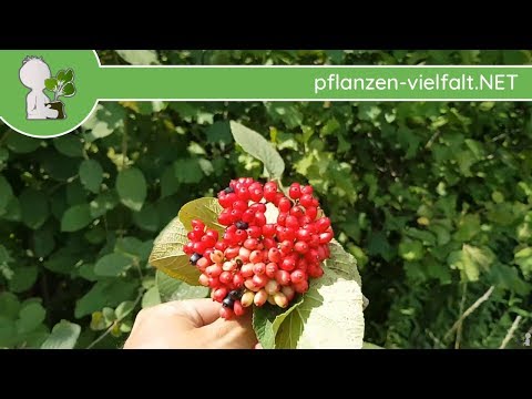 Wolliger Schneeball - Reife-Update - 09.07.18 (Viburnum lantana) - Bäume (Früchte) bestimmen