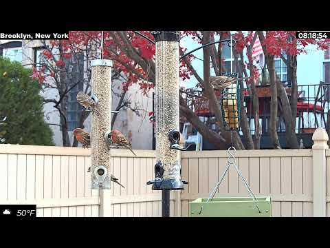 Live Bird Feeder Cam in Brooklyn, New York! Help me ID the birds! #urbanbirding