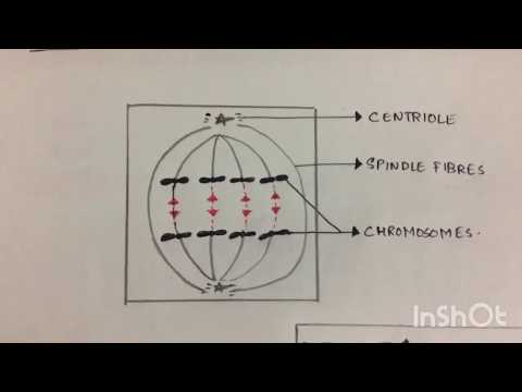 MITOSIS BIOTECHNOLOGY BY PHANINDRA