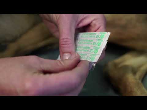 Meine Arbeit als Osteopathin für Pferde & Hunde ❤️