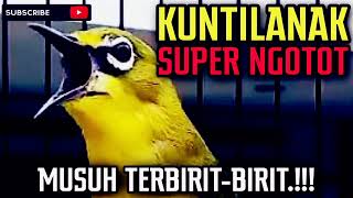 Download lagu Masteran Pleci Nembak kunti mp3