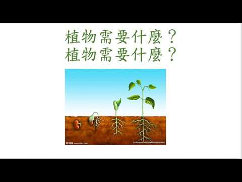 夢見植物生長