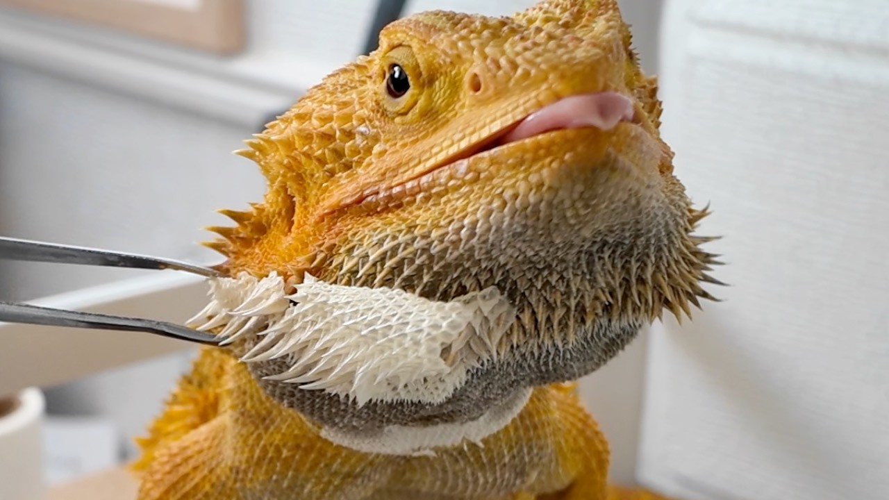 【脱皮】2026年もトカゲの皮を剥いでいく！