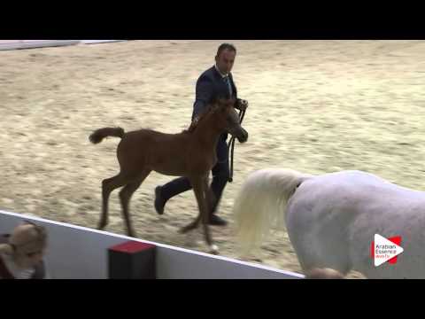 Milano 2016   Class 13