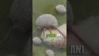 צבע מאכל שעשוי מ...🐜