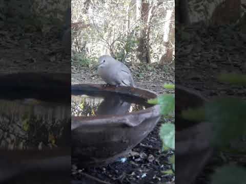 Birdday 055 Torcacita 1806 2025