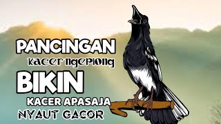 Download lagu TERAPI PAGI SUARA KACER NGEPLONG GACOR, COCOK BUAT PANCINGAN KACER BAHAN AGAR LEKAS BUNYI GACOR! mp3