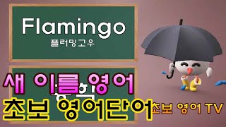 새 이름 영어 / 새이름 종류 / 새이름 영어