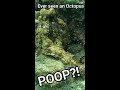 Octopus Pooping 😂 #lol  #ocean  #underwater #poop #funny #octopus #funnyanimals #shorts