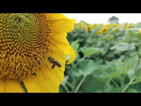 Bee and Sunflower in Slow Motion, Filmed and Edited With LG Velvet