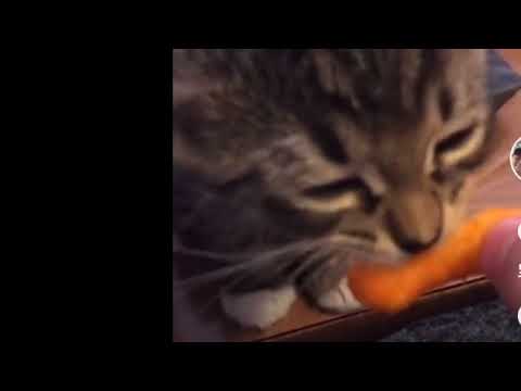 Cute Kitten Eating Cheetos - YouTube