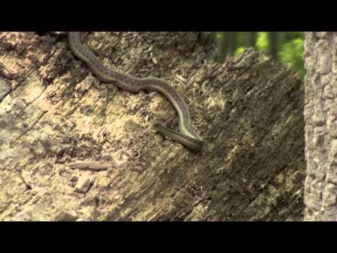 image-What are the little lizards in Indiana called?