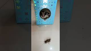 Download lagu #sugarglider #sugar #sugargliderlucu #pets #pet #animals #cute #petlover mp3 Download lagu #sugarglider #sugar #sugargliderlucu #pets #pet #animals #cute #petlover mp3