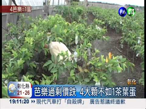 芭樂價慘跌! 4大顆不如1茶葉蛋