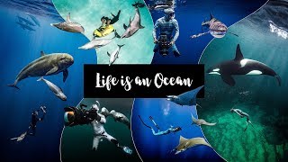 Life is an Ocean