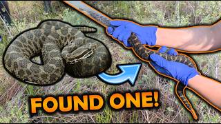 We Joined Wildlife Biologists to Find an Endangered Rattlesnake!