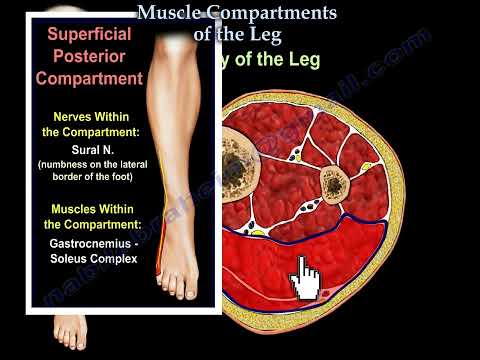 Muscle Compartments of the Leg - Compartment Syndrome