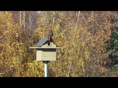 Red tailed hawk on nesting box flies off