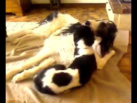 Jeu Altai et Devka.mp4