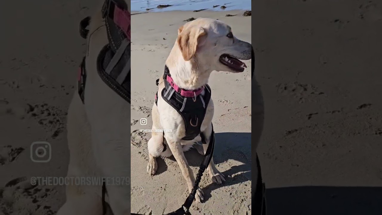 Enlarge Lexi, a ADOPTABLE mixed breed in Los Angeles, CA video 6/6