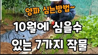 10월달에 심을수 있는 작물 7곱가지(양파심는방법)~ #10월달에심을수있는작물 #봄똥심는방법 #시금치심는방법…