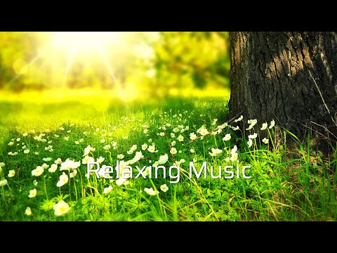 Large Smile Mood - Nico Staf | Relaxing Music | Calming Music | Nature Videos