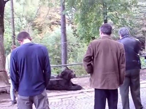 (VIDEO). Imagini cu ursul Max &icirc;n viață. Cum era chinuit patrupedul din fața Castelului Peleș!