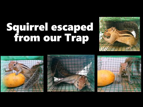 Squirrel escaped from our Trap | Inside a Squirrel trap 🐿