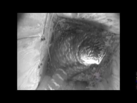 2018 owl cam hooting