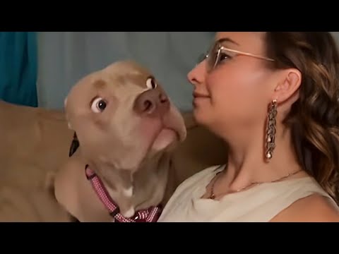 Quand votre chien est le comédien le plus drôle de la famille ! Vidéos drôles de chiens et d'humains