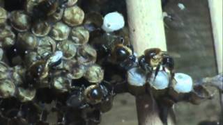 preview picture of video 'Neuroptera parasita colônias de abelhas sem ferrão 1'