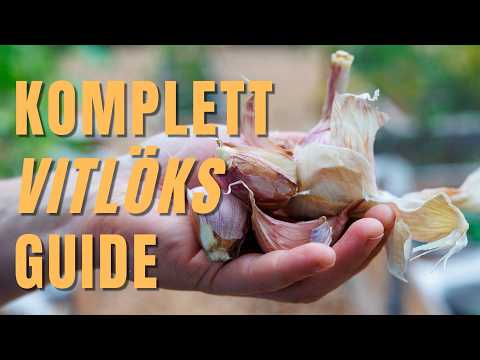 Vitlök: komplett guide – mått, skötsel, skörd & förvaring.