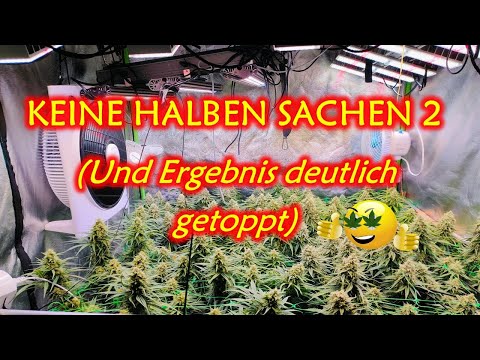 4 plants in a 120x120cm grow tent | Awesome indoor SCROG cannabis grow | Self-sufficient shared a...