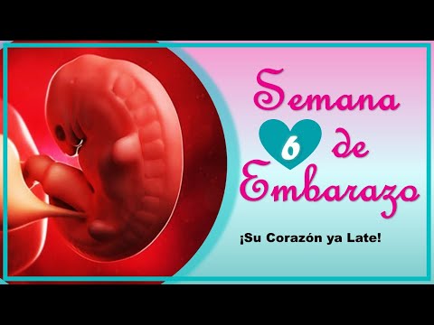 ❤️ SEMANA 6 DE EMBARAZO🤰 ❤️ ⏩  EMBARAZO SEMANA A SEMANA ⏩ Desarrollo y Evolución del Bebe 👶🏻