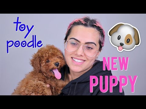 MEET MY NEW PUPPY: TOY POODLE | BodmonZaid