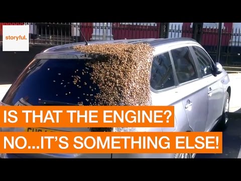 Bees Swarm Around a Defenceless Car (Storyful, Funny)