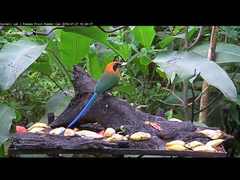 Rufous Motmots Forage As Thick-billed Euphonias Keep Their Distance – July 27, 2018