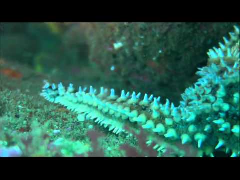 Playa Muriola (Barrika)