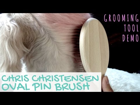 Goldendoodle Grooming Tools Demo: Chris Christensen...
