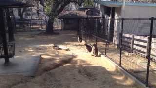 Wallaby ベネットアカクビワラビー