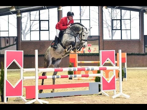 Condoctro (Cornet Obolensky/Indoctro/Baloubet du Rouet)