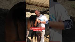 ¿Cómo detecto el celo en las yeguas?🐴✨ #vivirenmanada