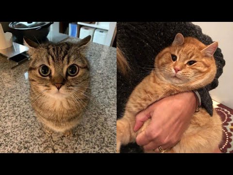 Funny Moments of Cats | Funny Video Compilation - Synth Groove Part 5