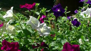 Dorothy Moore & Little Milton - If you´ll give me your heart