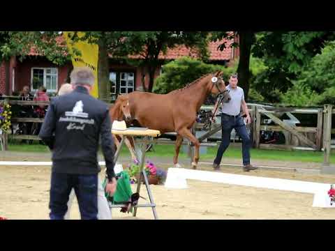 -Endring-38. Stute, geb. 14.05.2022 – FV: Segantini M: Dimaggio – Rotspon