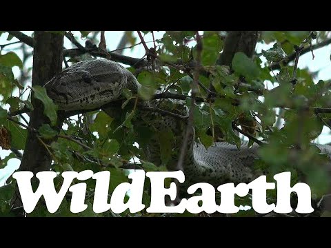 Trish's first Python in Djuma!