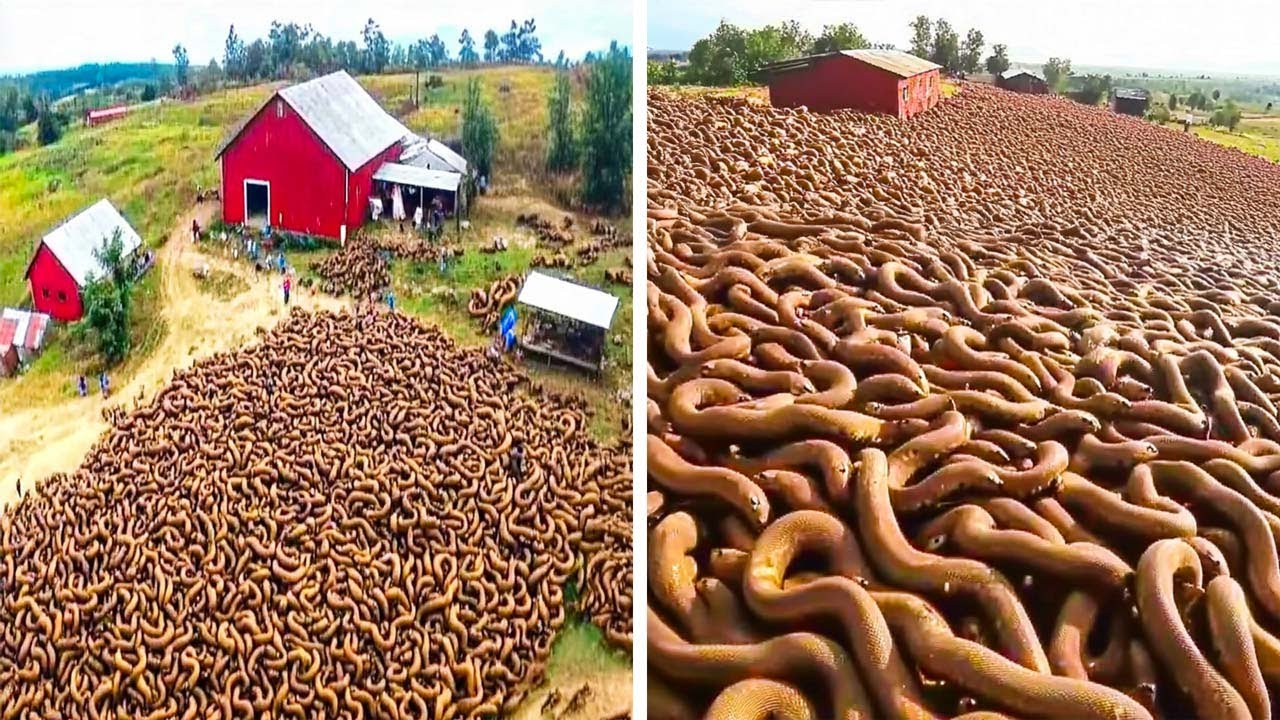 20 Worst Invasive Species From The US