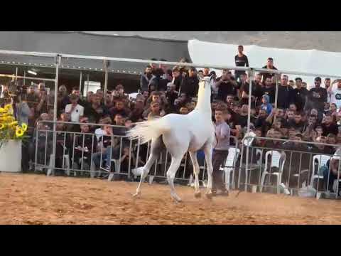 NASHME AL ZOBAIR . AL SAEEDI BY KYRO KA & HASINA AL ZOBAIR BY AL AAQIB AL ZAMET